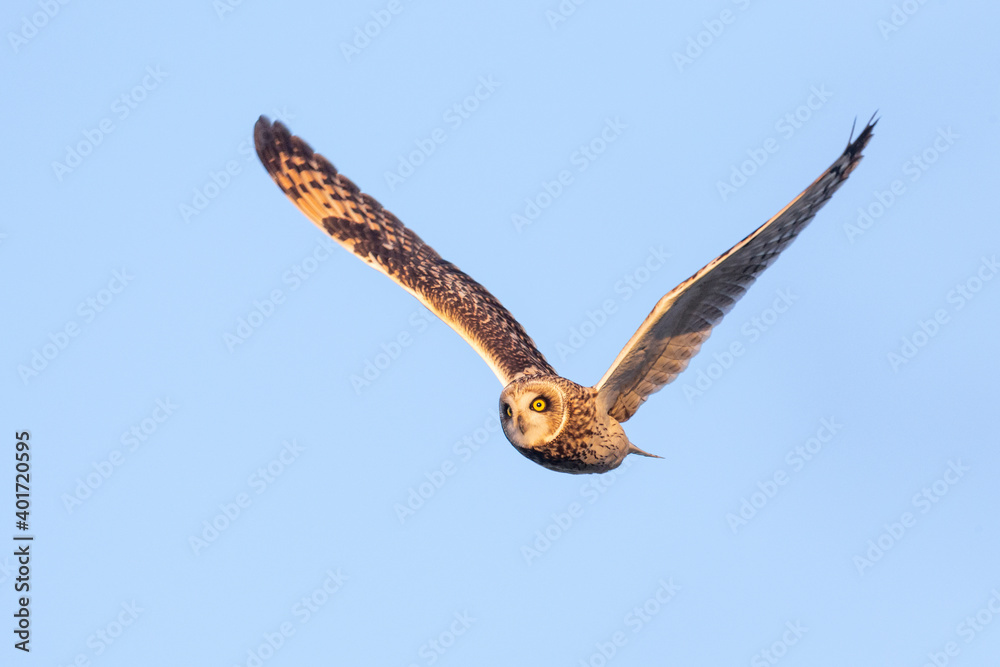 Fototapeta premium Short eared owl