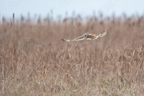 Short eared owl