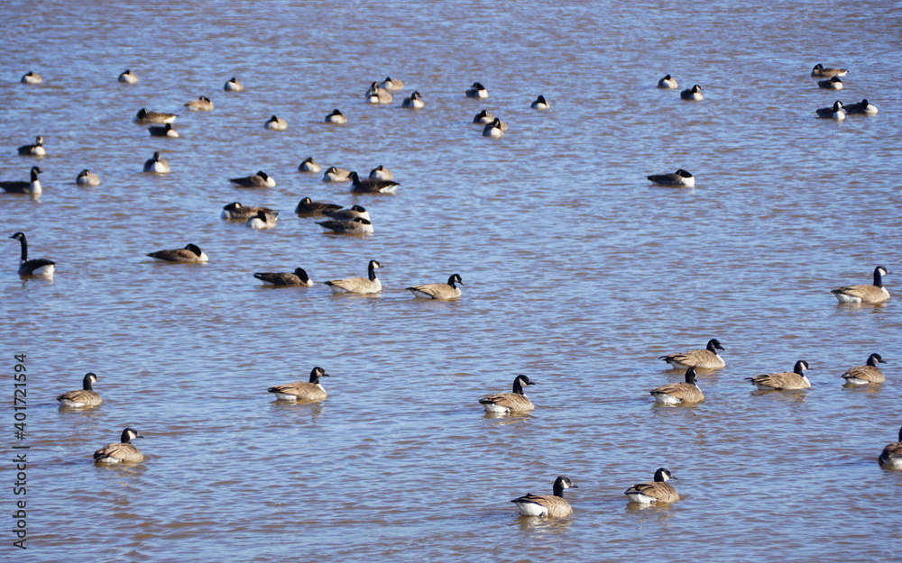 A large group of Canadian geese on the lake at Greenlane Reservoir, Pennsburg, Pennsylvania, U.S.A A large group of Canadian geese on the lake at Greenlane Reservoir, Pennsburg, Pennsylvania, U.S.A