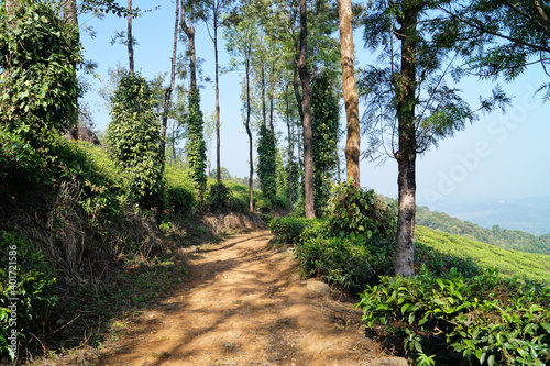 Mud Road beside the tea plantation in chembra peak in wayanad, Kerala, India