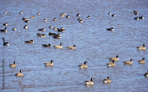 A large group of Canadian geese on the lake at Greenlane Reservoir, Pennsburg, Pennsylvania, U.S.A