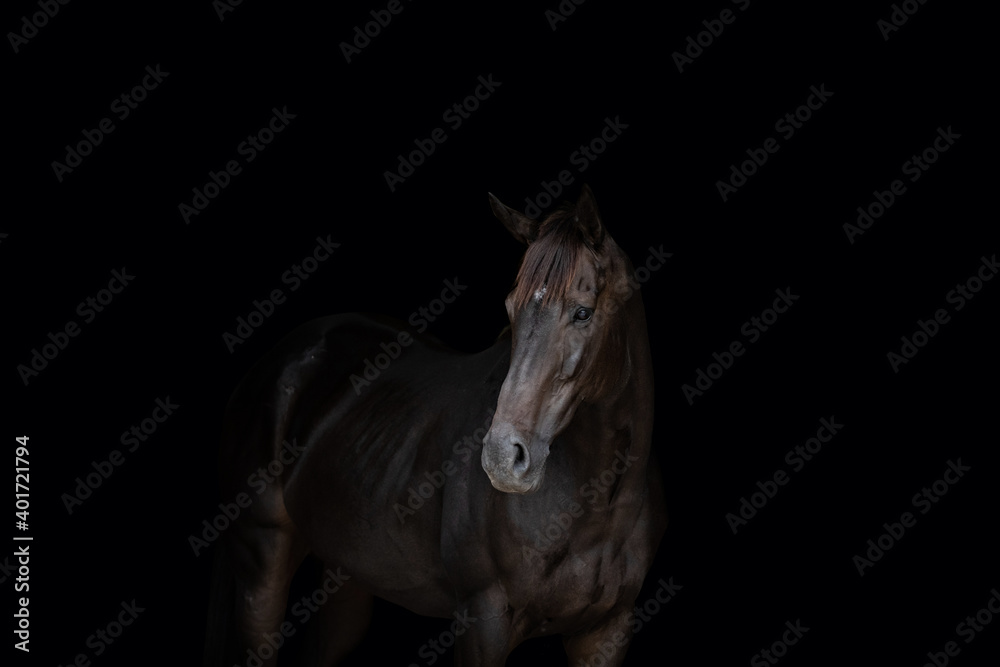 Obraz premium Horse on Black Background