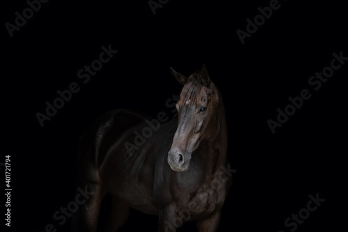 Fototapeta Naklejka Na Ścianę i Meble -  Horse on Black Background