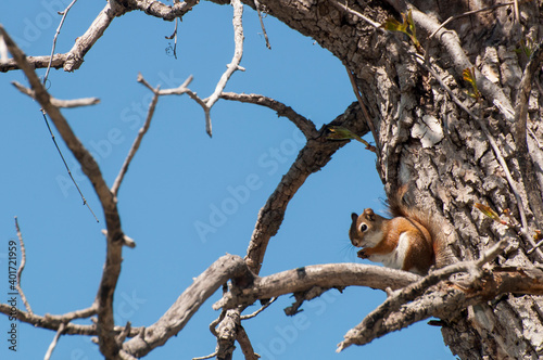 American Red Squirrel sitting in a tree.
