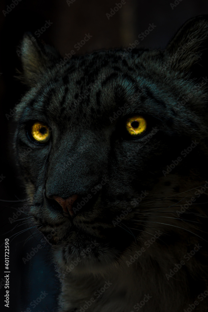 Snow Leopard in the Dark with Yellow Eyes