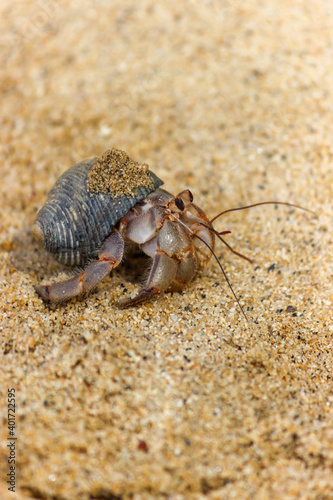 Hermit Crab Camping on the Beach
