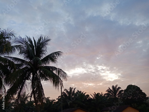 palm trees at sunset