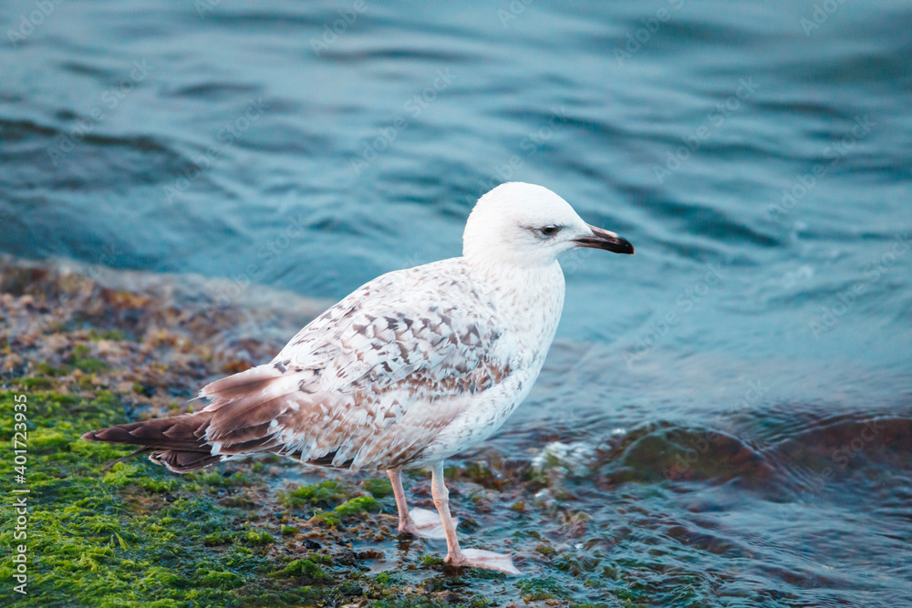 Fototapeta premium Seagulls are one of the few species of seabirds that can survive drinking salt water and in general, they live for twenty years. Gulls communicate with their mates during the summer breeding season.