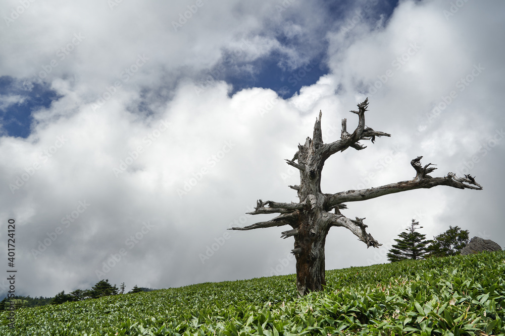 Obraz premium 四国山地の瓶ヶ森（1897ｍ）の美しい風景