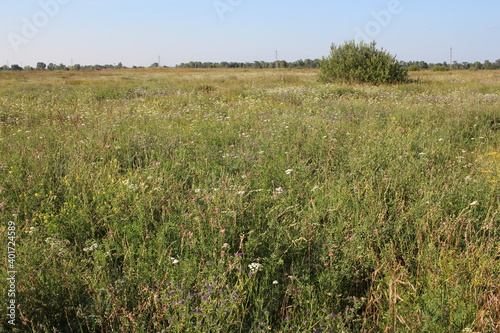 glade with green grass and meadow flowers in nature in summer