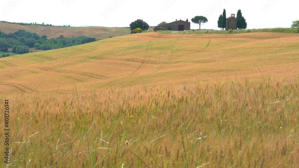 View of grass flowers moving in the wind at the field of hilly Tuscany with Cappella della Madonna di Vitaleta, Italy. View of grass flowers moving in the wind at the field of hilly Tuscany with Cappella della Madonna di Vitaleta, Italy.