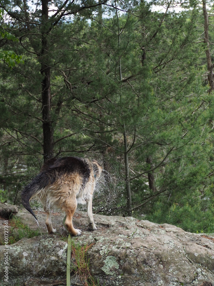 Fototapeta premium Dog shakes off after swim