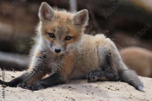 Fototapeta Naklejka Na Ścianę i Meble -  Young Red Fox Kit Resting