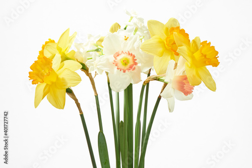 Wallpaper Mural スイセン 白背景 Torontodigital.ca