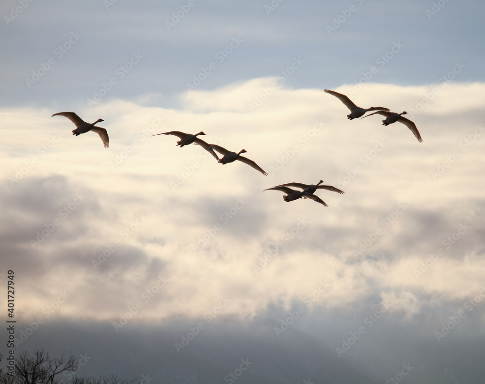 Fototapeta premium 夕闇を飛ぶ白鳥の群れ