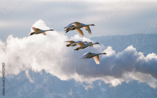 夕暮れの中を飛翔する白鳥たち