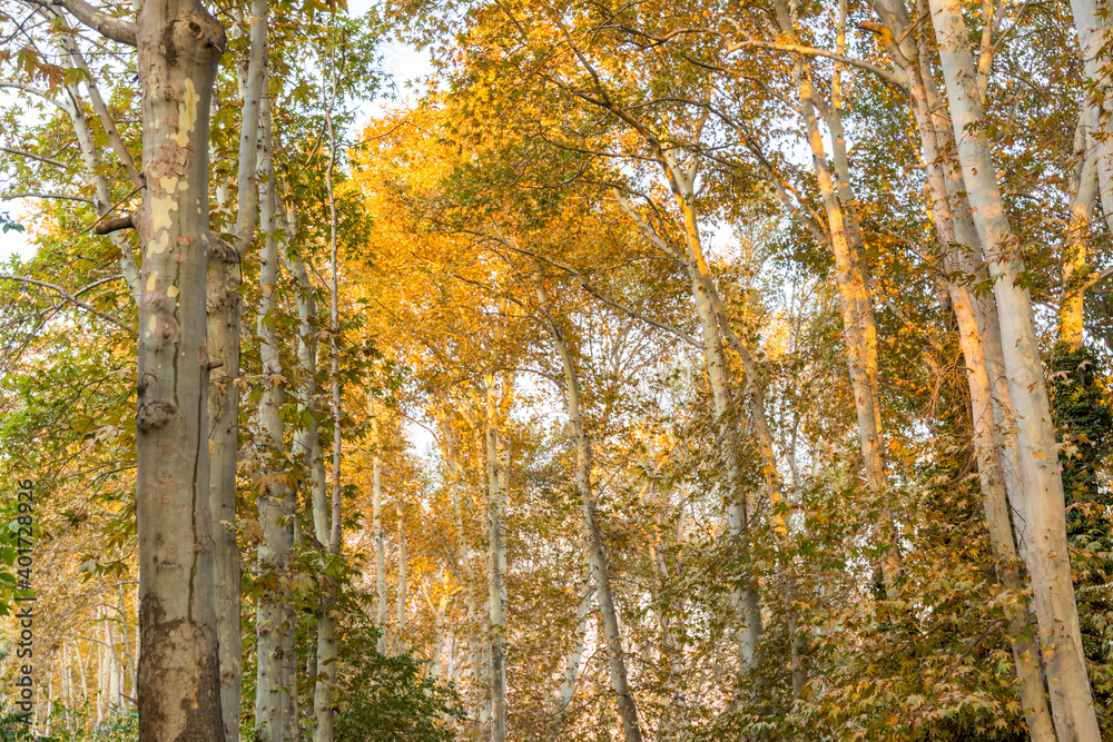 Fototapeta premium Golden forest in autumn in Sa'dabad palace Complex, built by the Qajar and Pahlavi monarchs, located in Shemiran, Greater Tehran, Iran
