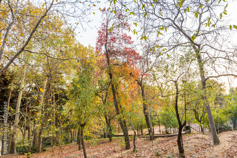 Golden forest in autumn in Sa'dabad palace Complex, built by the Qajar and Pahlavi monarchs, located in Shemiran, Greater Tehran, Iran Golden forest in autumn in Sa'dabad palace Complex, built by the Qajar and Pahlavi monarchs, located in Shemiran, Greater Tehran, Iran
