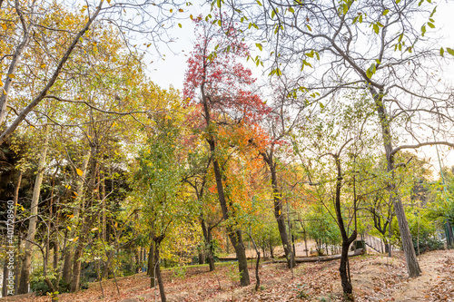 Golden forest in autumn in Sa dabad palace Complex  built by the Qajar and Pahlavi monarchs  located in Shemiran  Greater Tehran  Iran