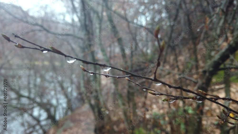 lonely leafless tree branches with drops of water after a November cold rain lonely leafless tree branches with drops of water after a November cold rain