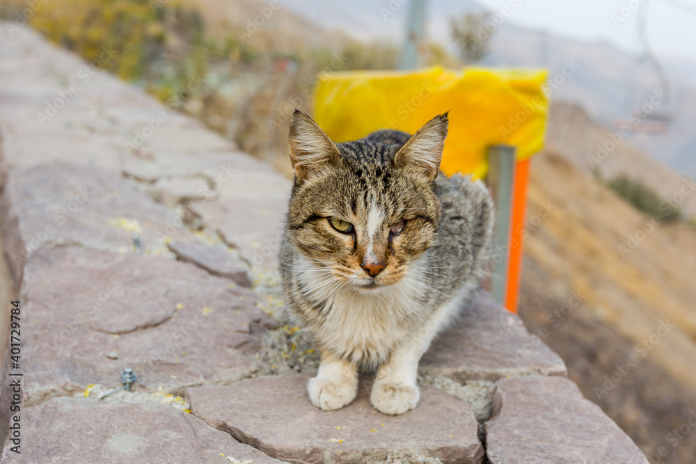 Obraz premium Persian grey homeless cat sitting on the balcony with background of trash bin and mountain in Iran