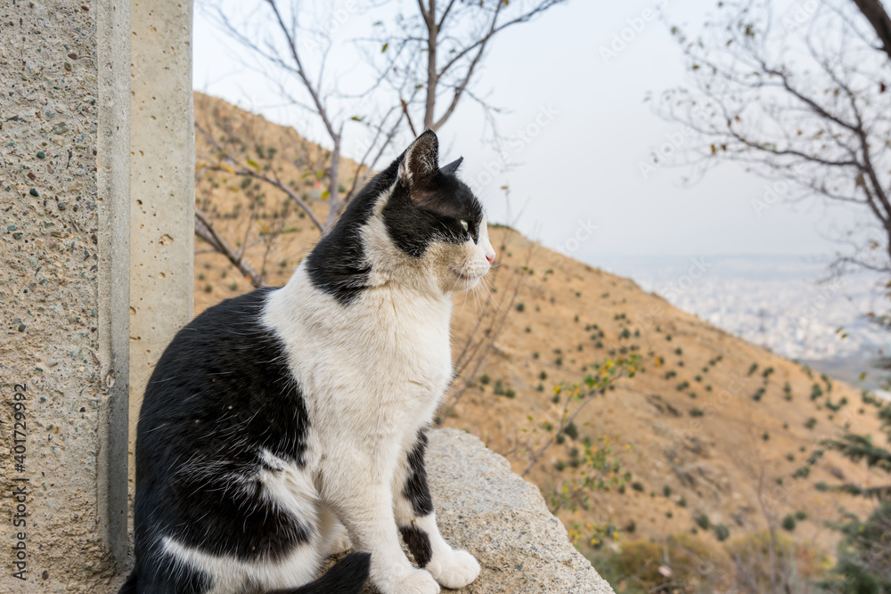 Persian white and black homeless cat squatting on the balcony with background of Tochal mountain in Iran