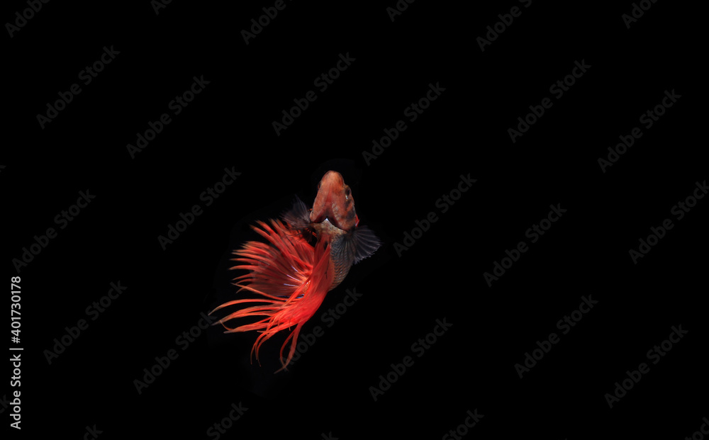 Male Red Beta, Cupang, Siamese Fighting fish, Serit at Black background
Male Red Beta, Cupang, Siamese Fighting fish, Serit at Black background