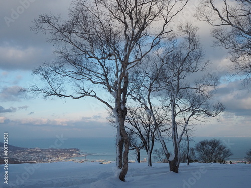 雪原に立つ冬枯れの木 © tawa--mana
