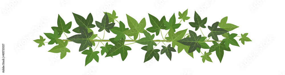 Green ivy. Wall climbing plant decoration, design element, organic botanical border, summer natural plant branch, garden curly vine for decor vector cartoon isolated white background illustration