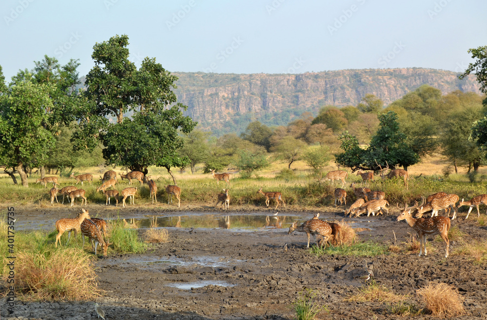 India, reserve Rohtenburg, a herd of wild deer