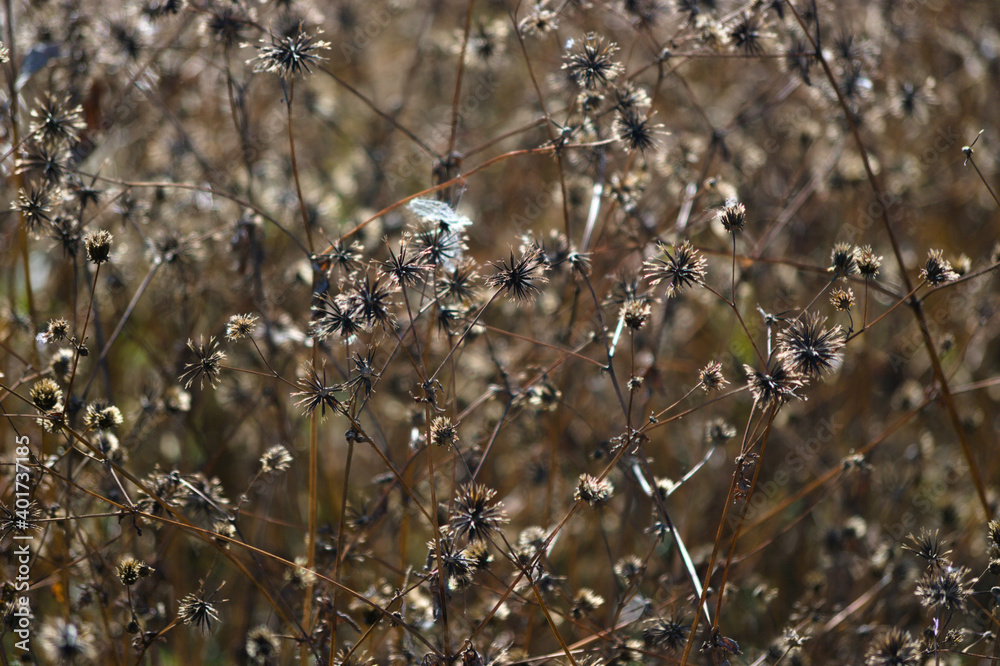 Fototapeta premium close up of wild grass