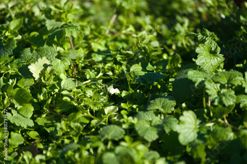 green leaves background