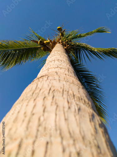 Perspective view from the bottom of a coconut tree