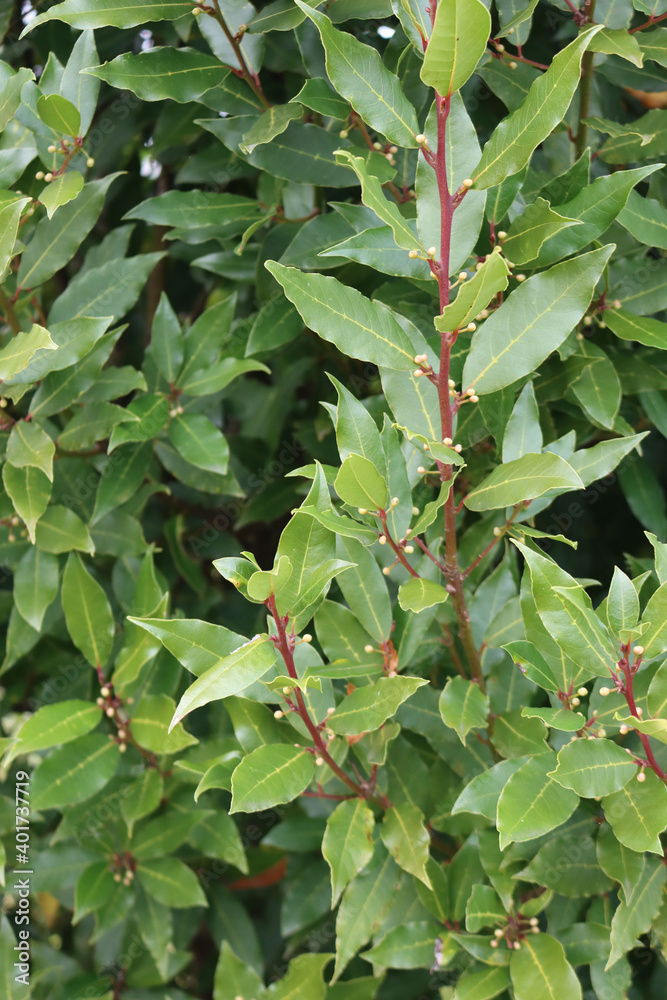 Many yellow blossoms of Laurel bush on branch. Laurus nobilis in bloom
Many yellow blossoms of Laurel bush on branch. Laurus nobilis in bloom