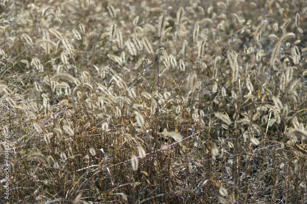 withered wild grass in the wind withered wild grass in the wind