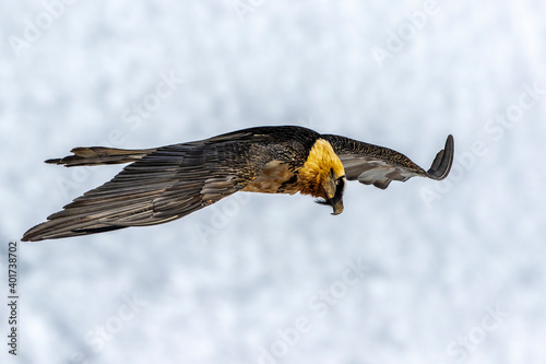 Bartgeier (Gypaetus barbatus) photo