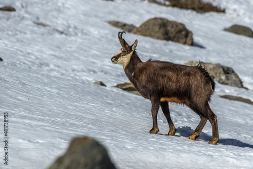 Gämse (Rupicapra rupicapra)