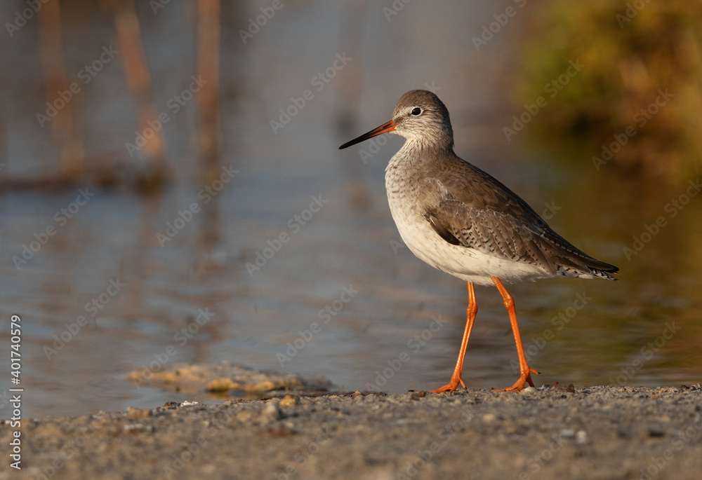 Portrait of a Redshank at Asker marsh, Bahrain Portrait of a Redshank at Asker marsh, Bahrain
