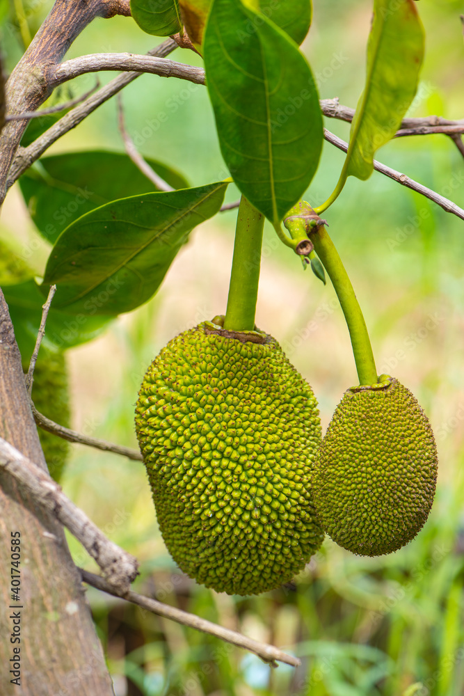 Jackfruit and jackfruit trees are hanging from a branch. Jackfruit and jackfruit trees are hanging from a branch.