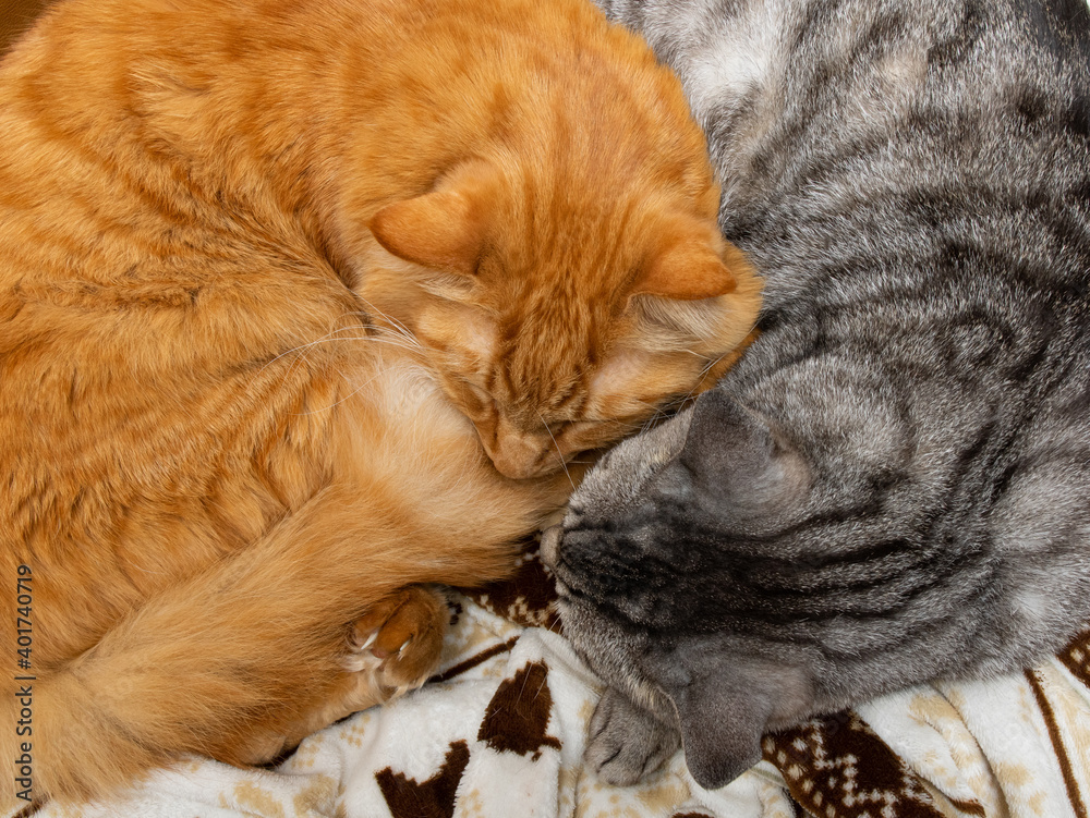 仲良く眠る二匹の猫 仲良く眠る二匹の猫