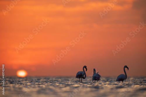 Greater Flamingos during  sunrise at Asker coast of Bahrain