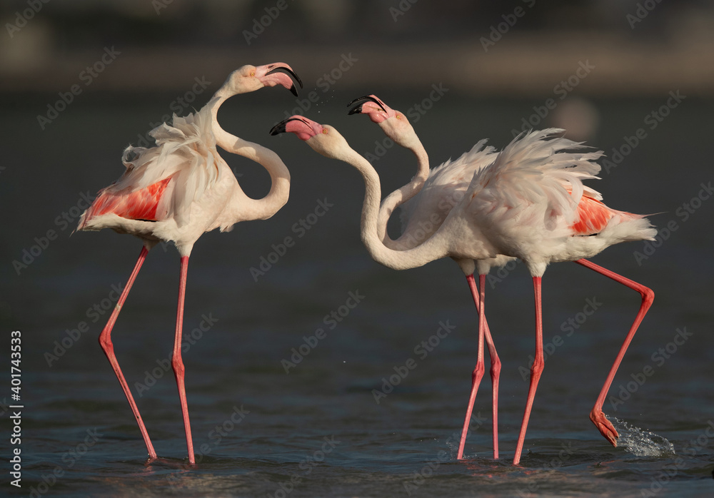 Greater Flamingos dispute while feeding at Eker creek, Bahrain