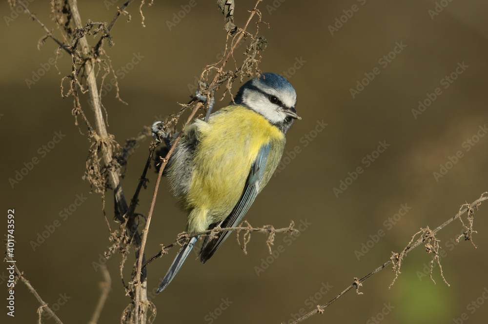 Naklejka premium A cute Blue Tit, Cyanistes caeruleus, hunting for insects on a dead Stinging Nettle plant.
