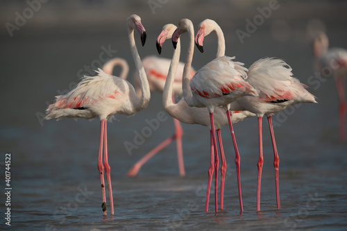 Greater Flamingos at Eker creek in the morning  Bahrain