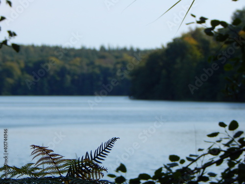 christmas tree on the river