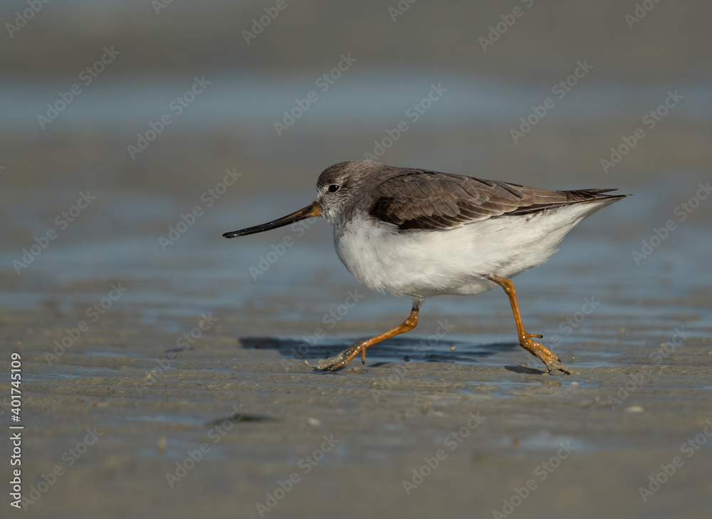 Terek sandpiper at Asker creek of Bahrain Terek sandpiper at Asker creek of Bahrain