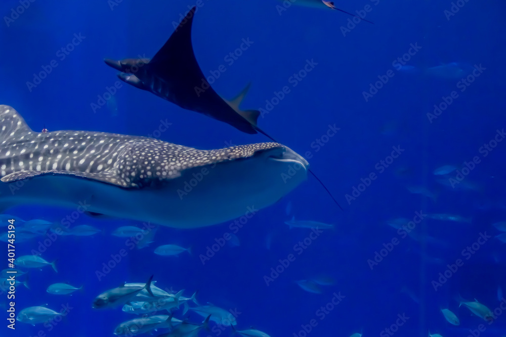 Naklejka premium アクアリウムの風景