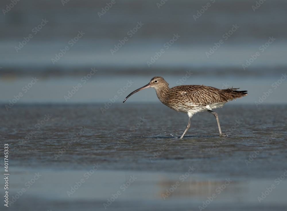 Eurasian curlew at Eker creek during low tide, Bahrain Eurasian curlew at Eker creek during low tide, Bahrain