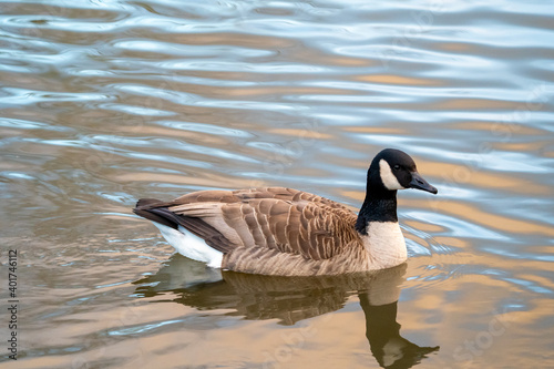 country goose swimming in water