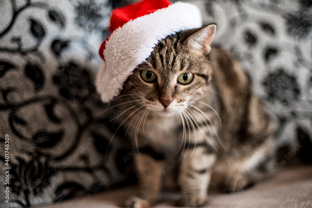 cat in santa hat cat in santa hat